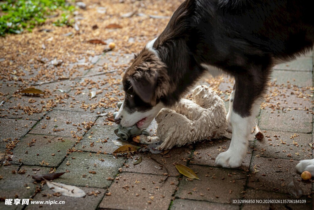 大狗嗅闻地上小动物