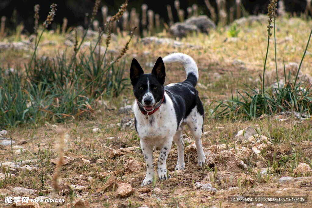 黑白小狗在户外快乐奔跑