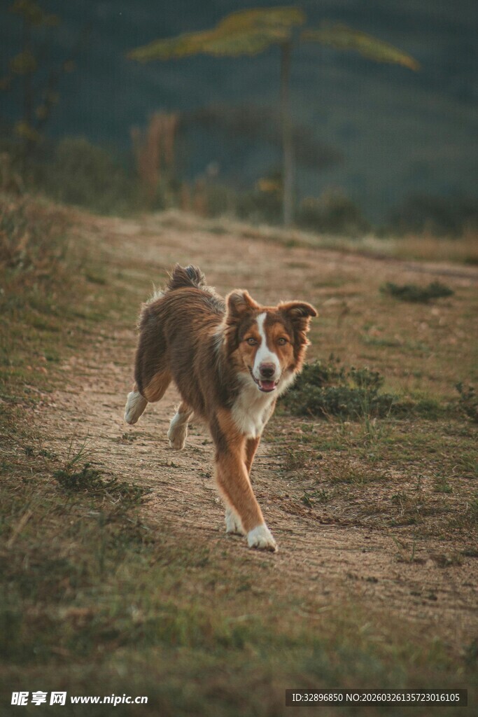 田园中奔跑的帅气狗狗