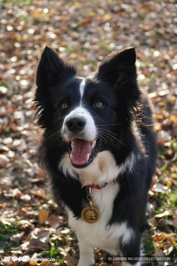 黑白边牧在落叶间奔跑