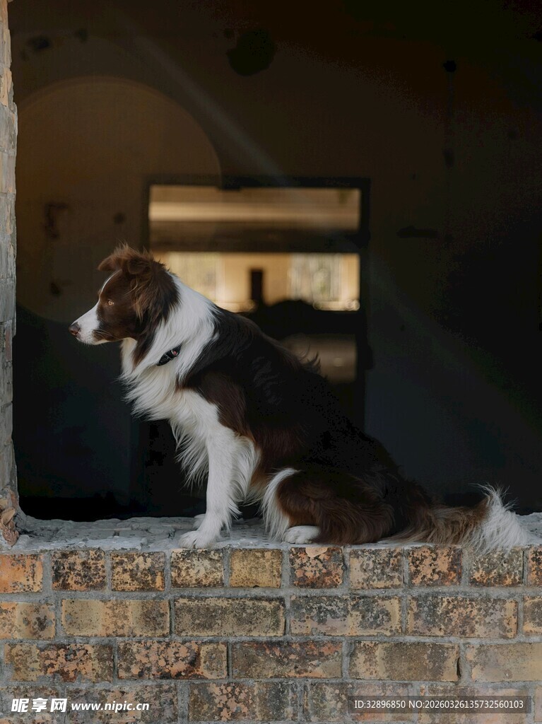 窗边的可爱边牧犬