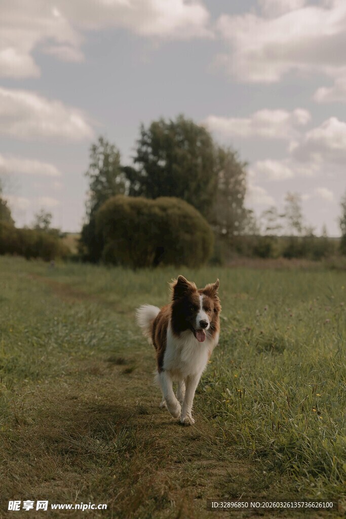 田野中奔跑的可爱狗狗