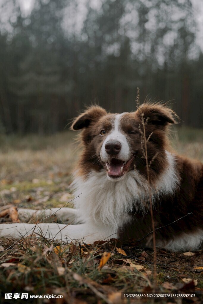 草地中的喜乐蒂牧羊犬