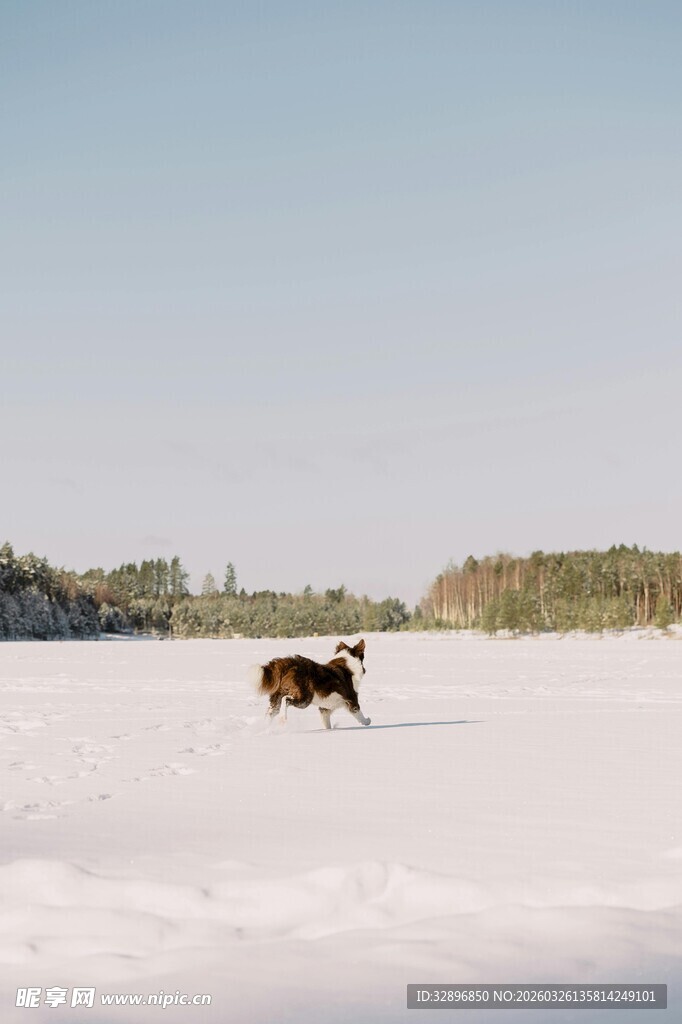 雪地中独行的骏马