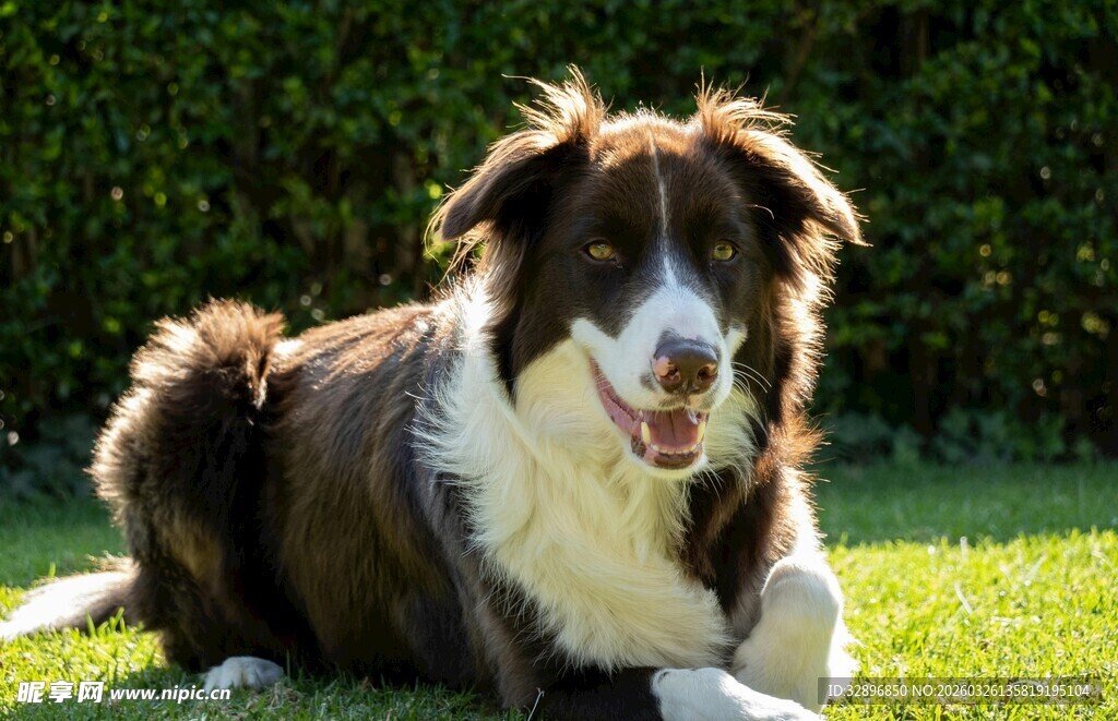 棕白边牧惬意躺于草地