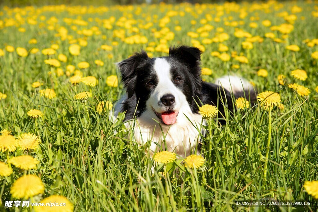 边牧在蒲公英花丛中玩耍