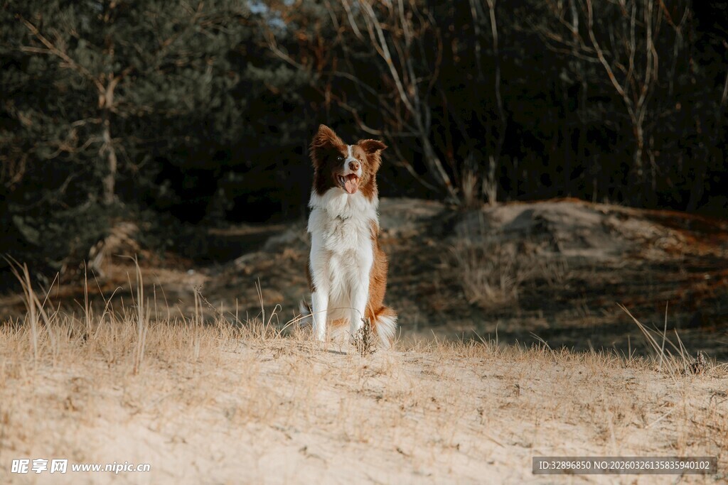 站立在野外的帅气狗狗