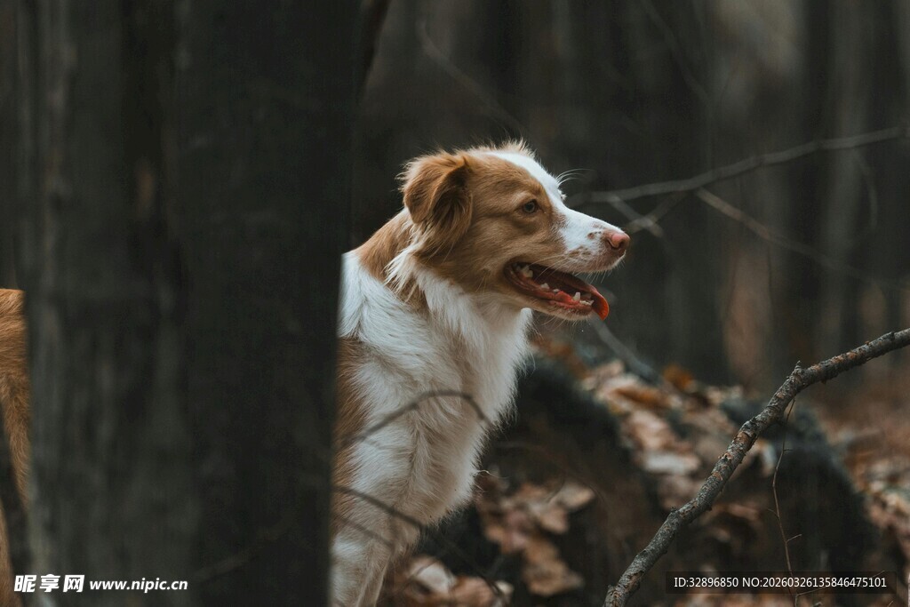 林间探头的可爱狗狗