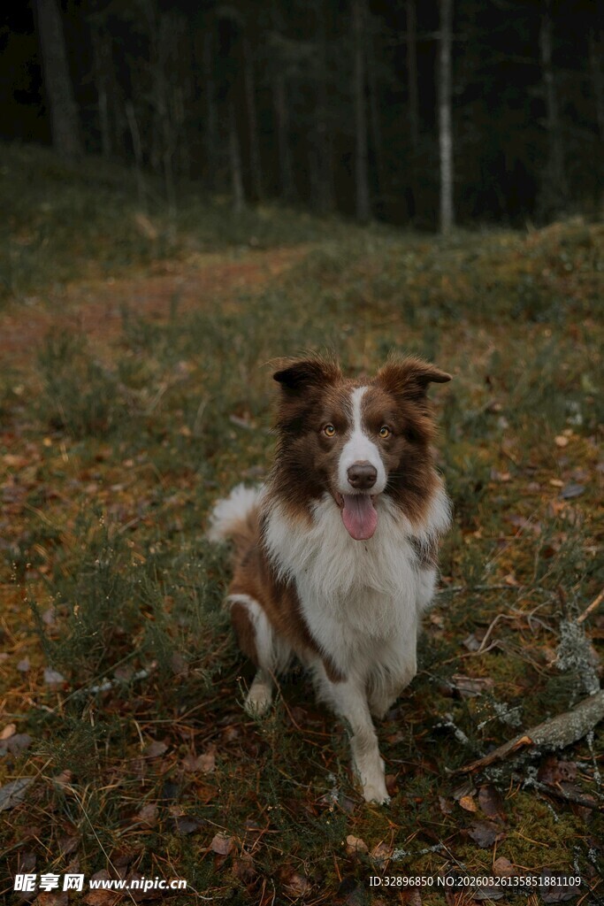 林间奔跑的边牧犬
