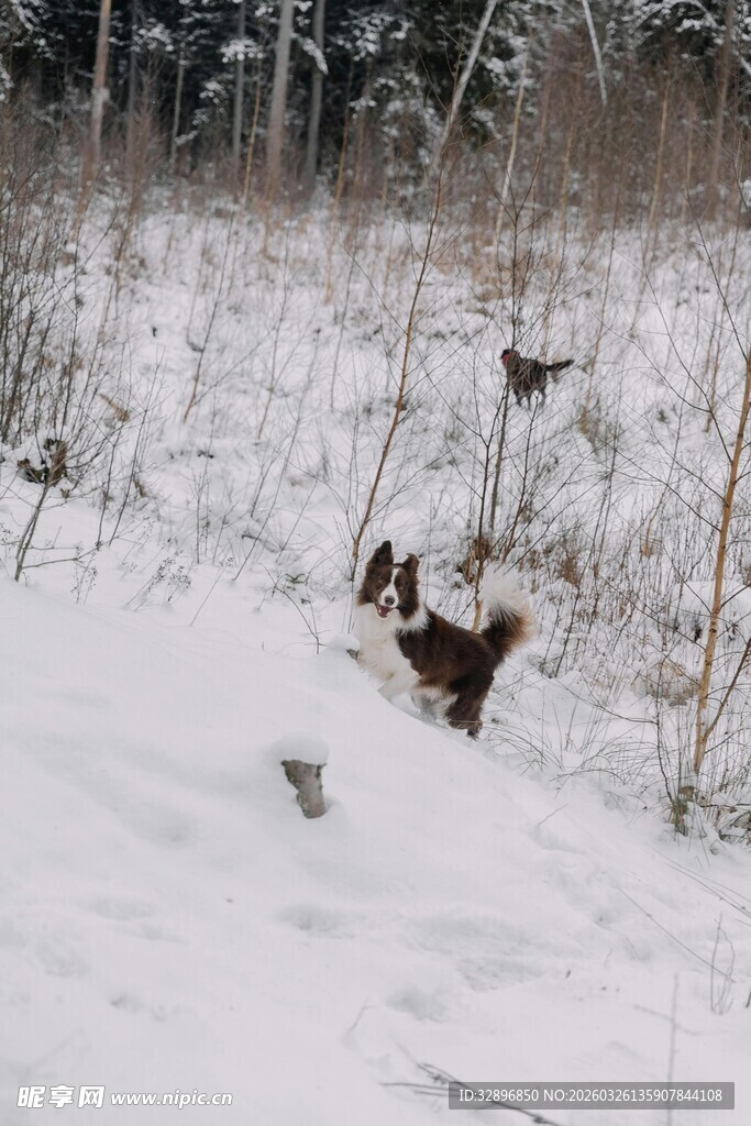 雪地中的动物身影