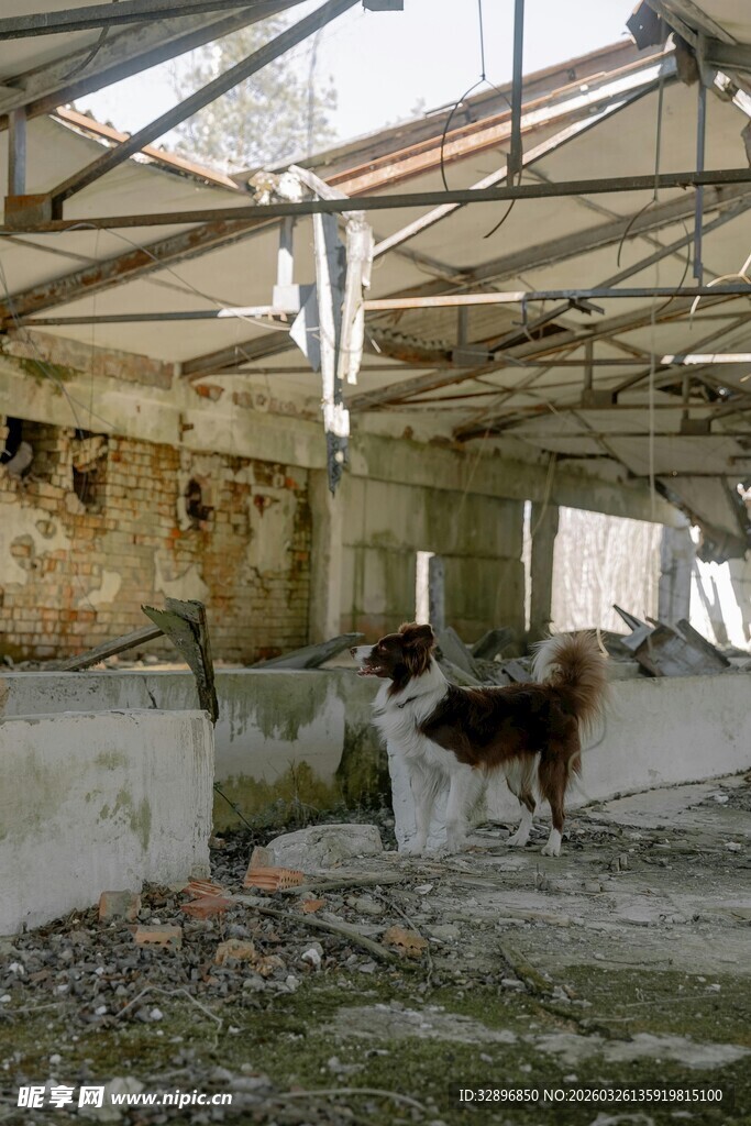 废弃建筑中的孤独狗狗