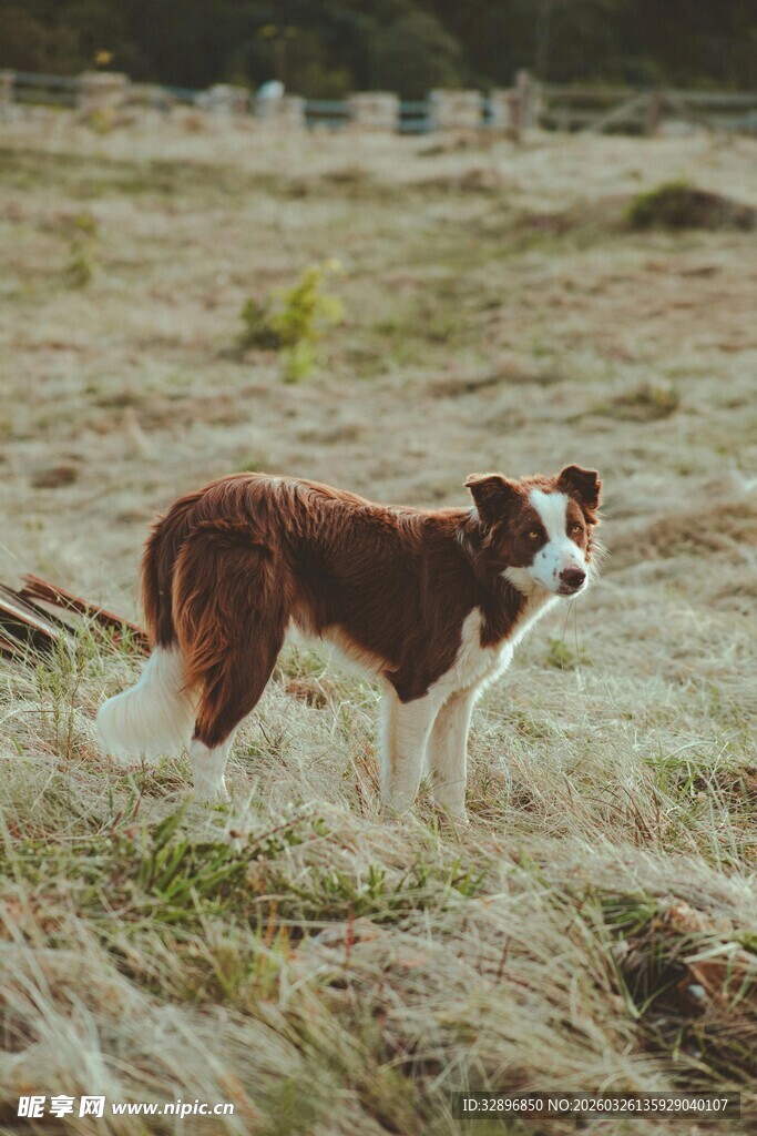 田野中的棕白相间牧羊犬