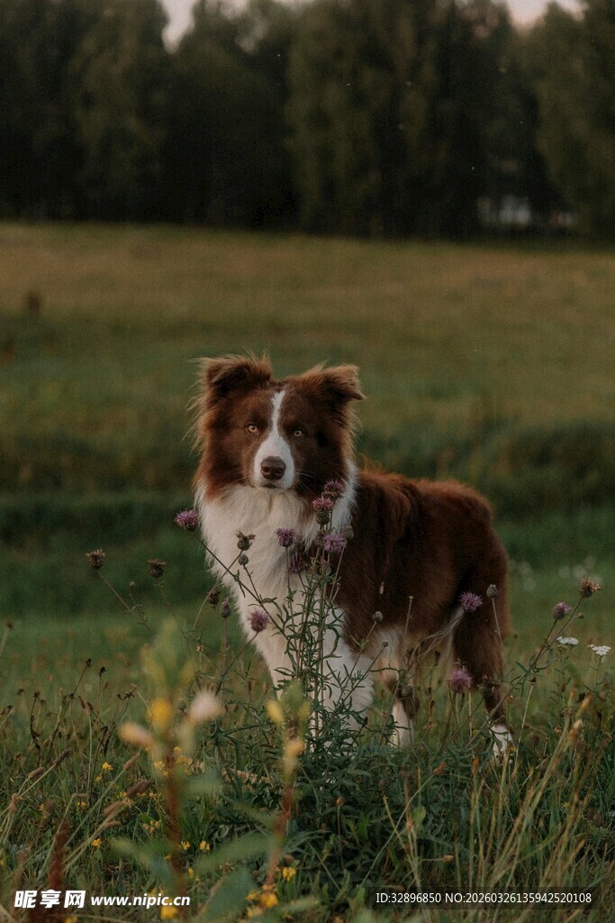 田园中的棕白相间牧羊犬