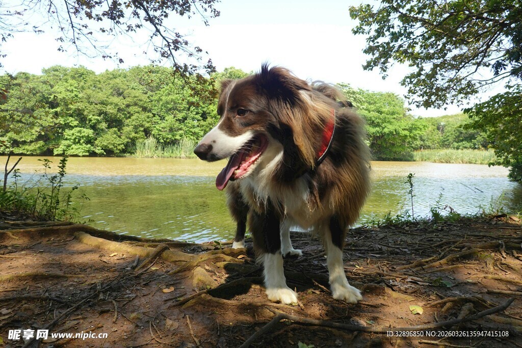 湖畔边的牧羊犬