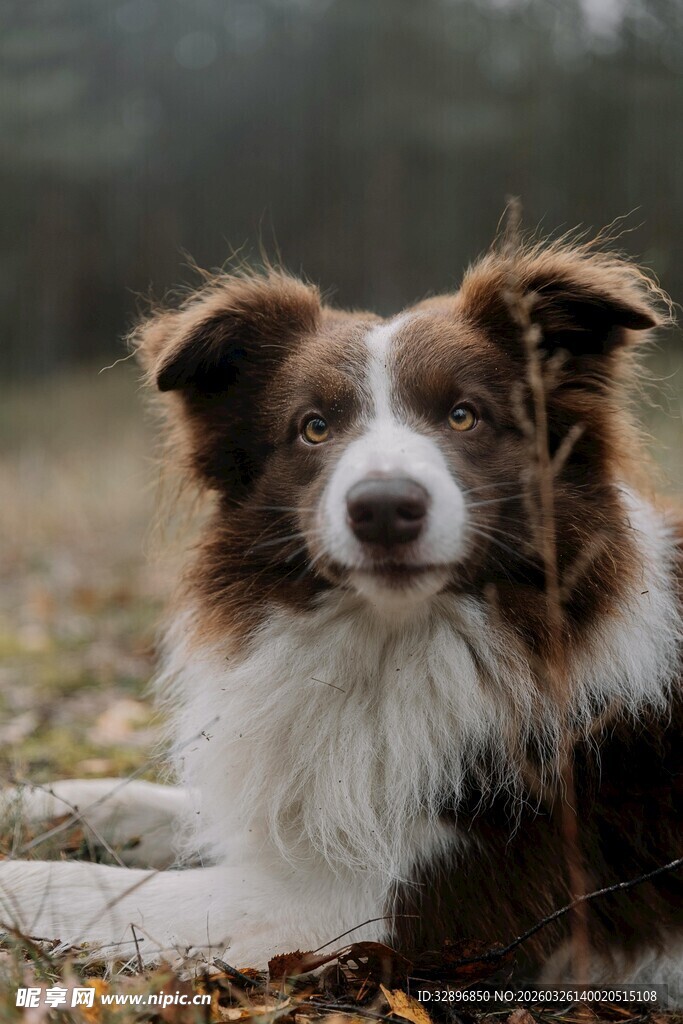 可爱边牧于户外的模样
