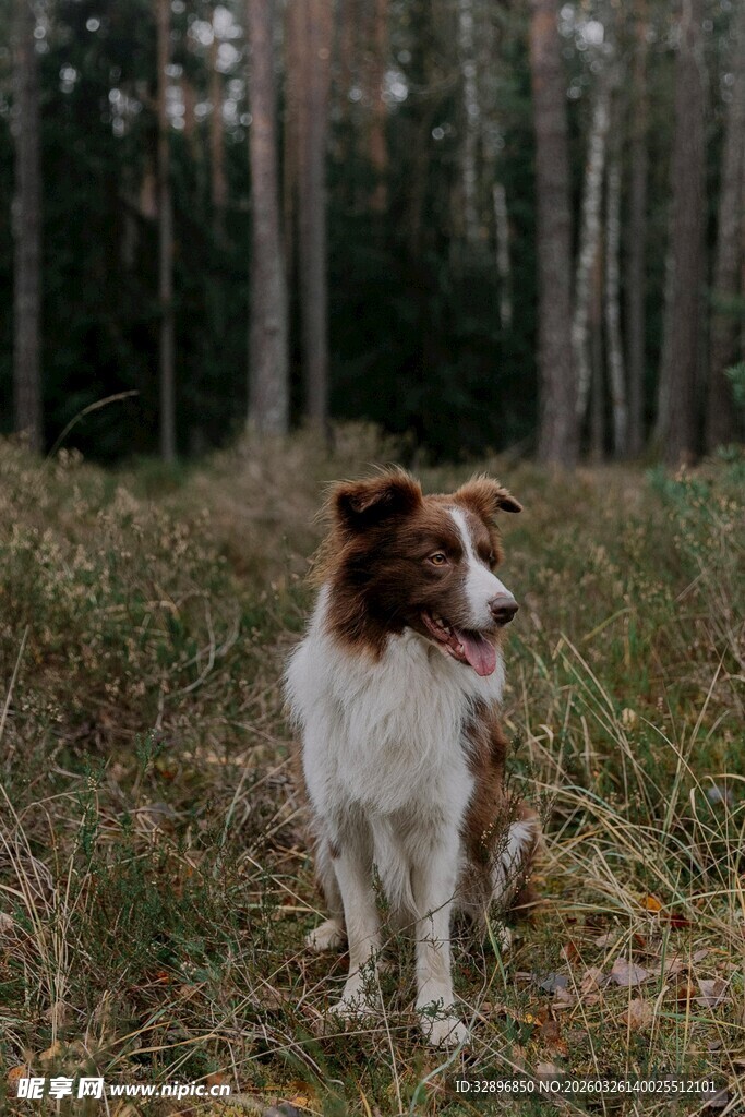 林间边牧犬