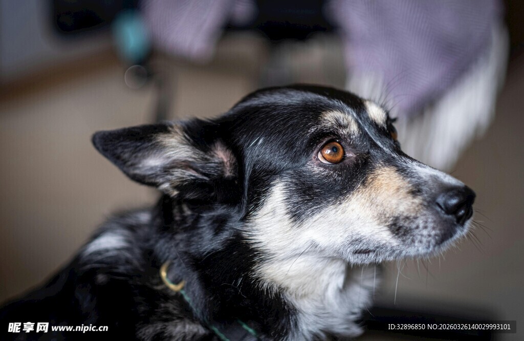 黑白相间的狗狗侧头凝望