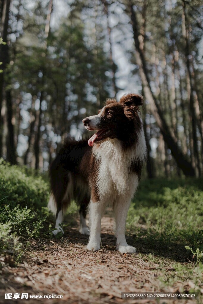林间牧羊犬悠然立小径