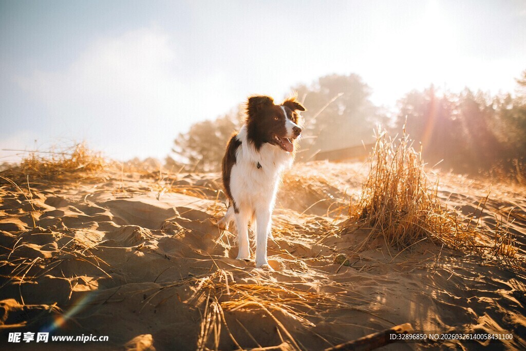 阳光下的田园小狗