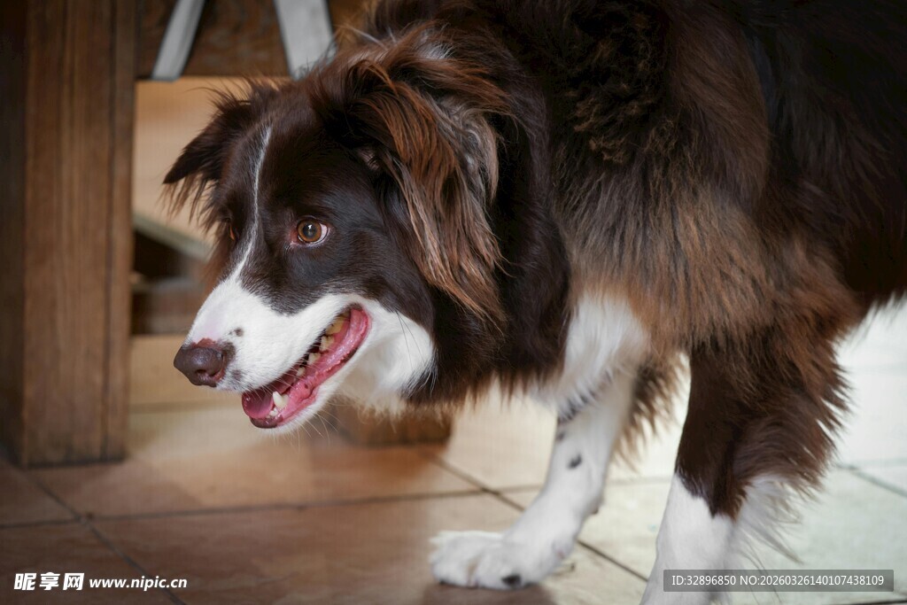 可爱边牧张嘴站立