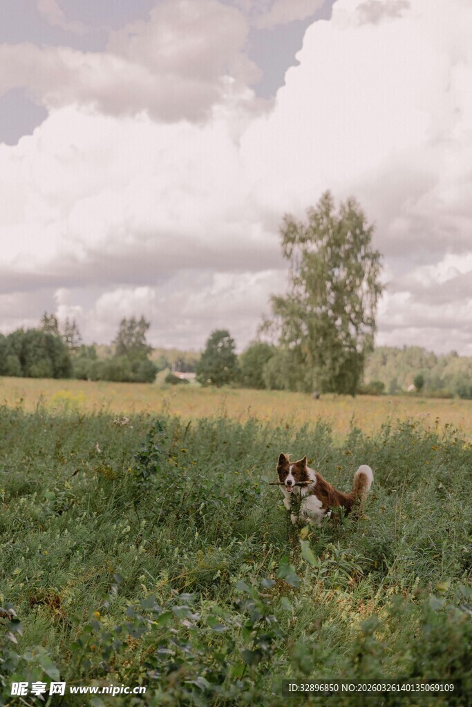 田野中奔跑的可爱小狗