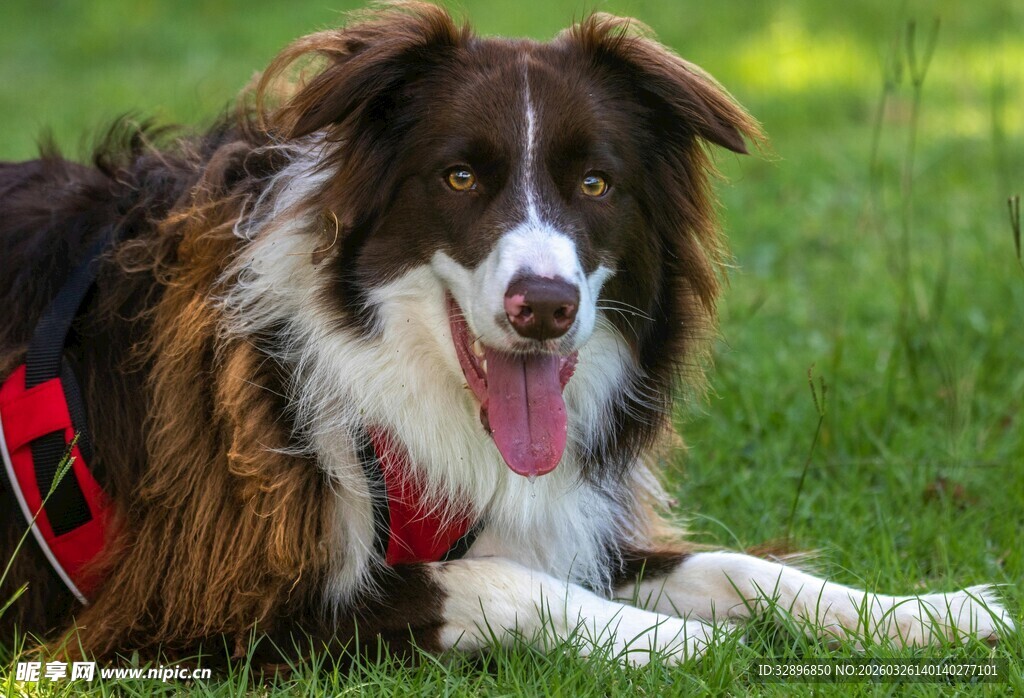 草地边的快乐边牧犬