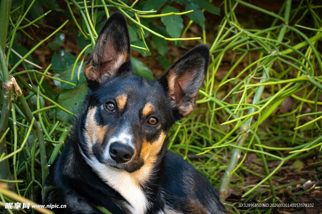 趴着的三色小狗