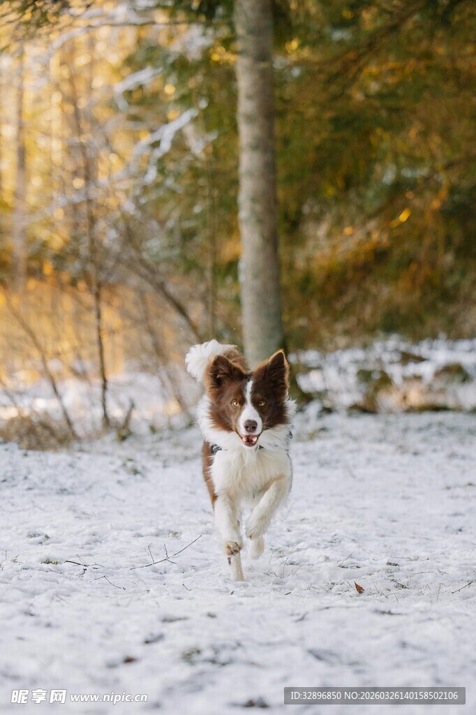 雪地中奔跑的可爱狗狗