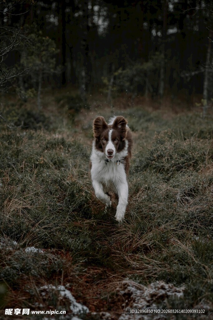 田野中奔跑的可爱小狗