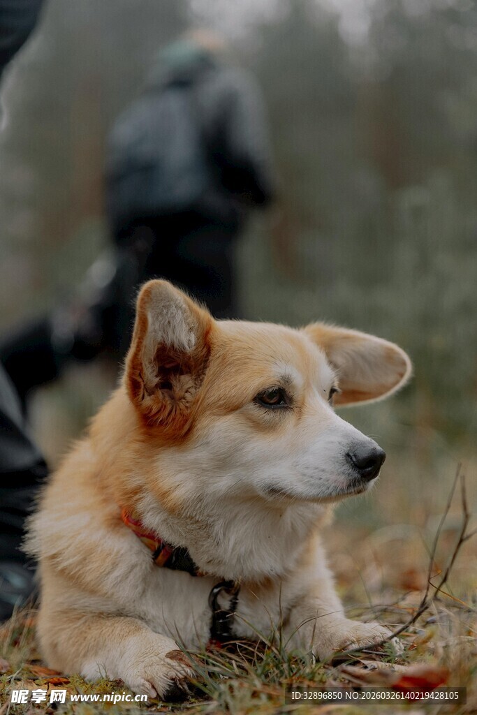 秋日草地的可爱柯基犬