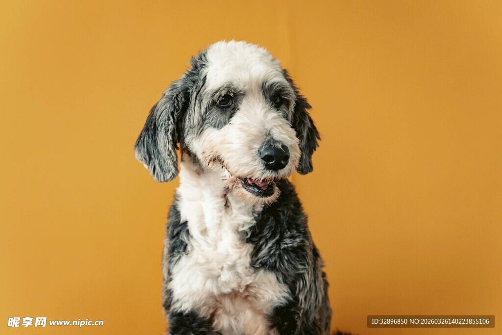 可爱卷毛小狗看向镜头