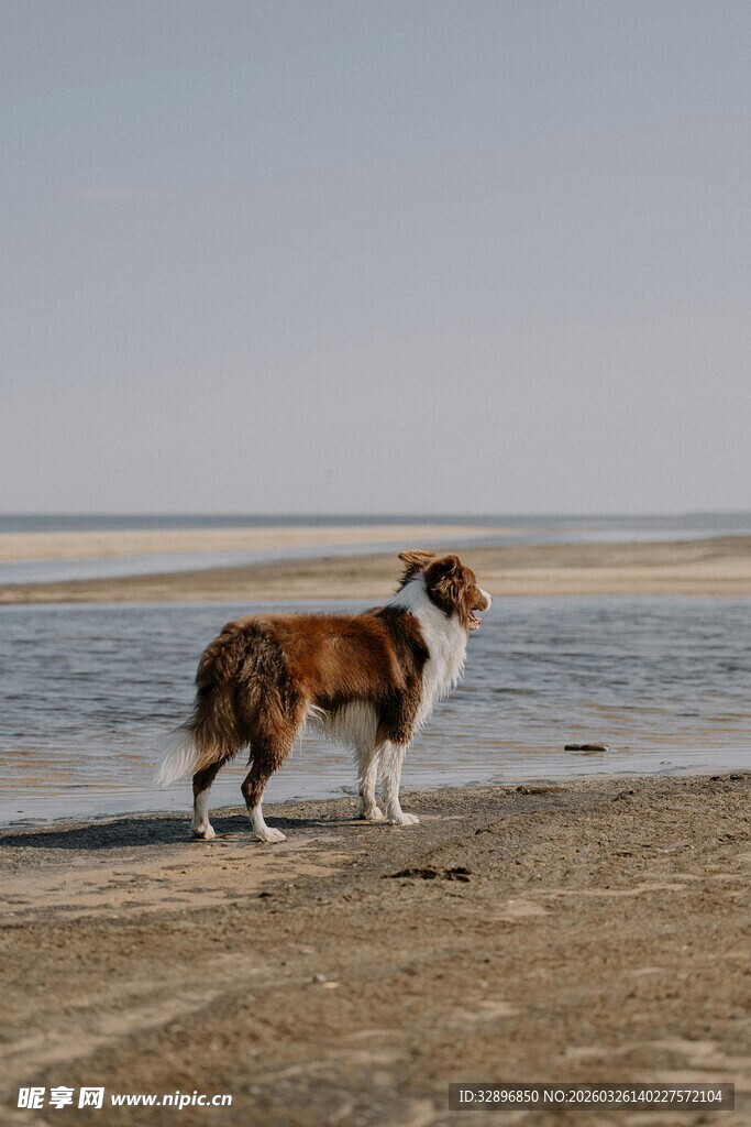 沙滩上的狗狗