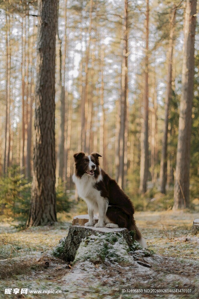 林间萌犬坐于树桩