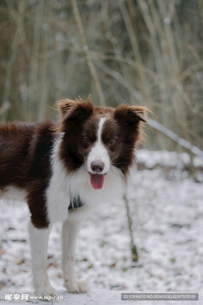 雪地中的边牧犬
