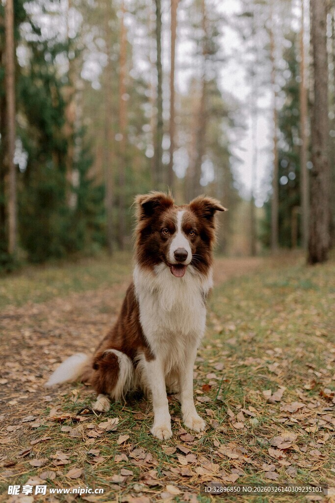 林间的边牧犬