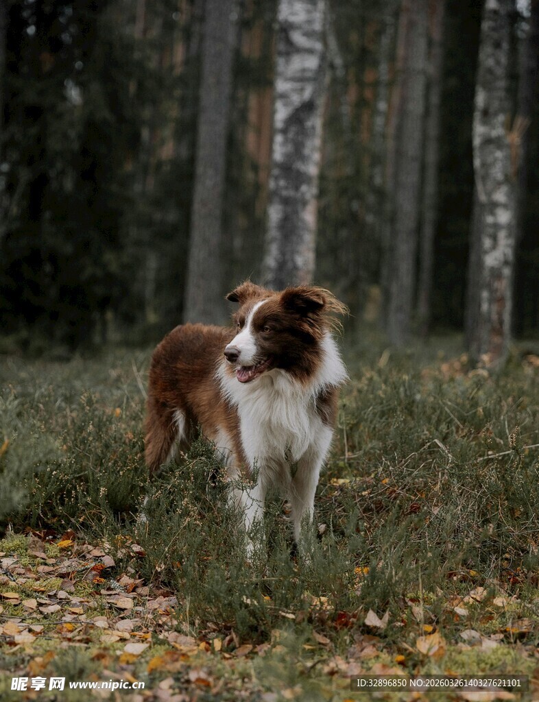 林间的棕白相间牧羊犬