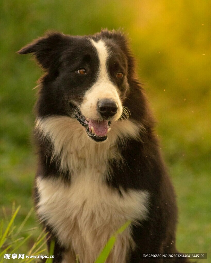 可爱边牧坐于翠绿草地