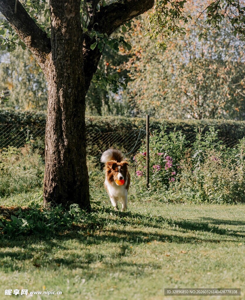 树下玩耍的狗狗