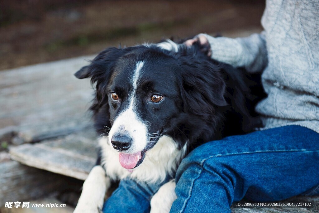 人与边牧亲密依偎瞬间