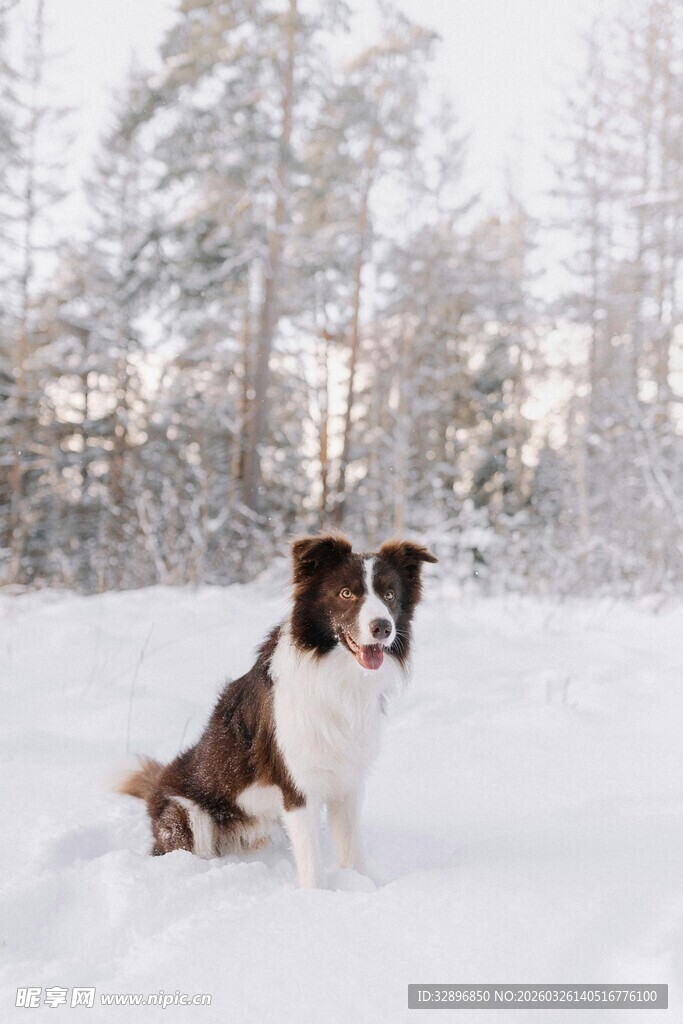 雪地中的棕白相间牧羊犬