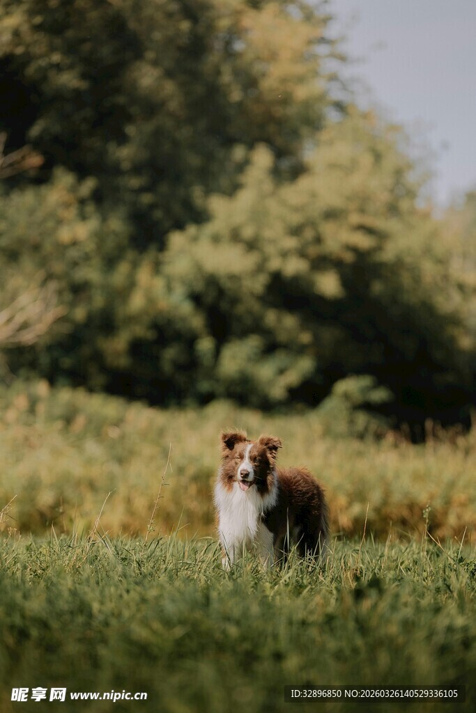 草地上的可爱小狗