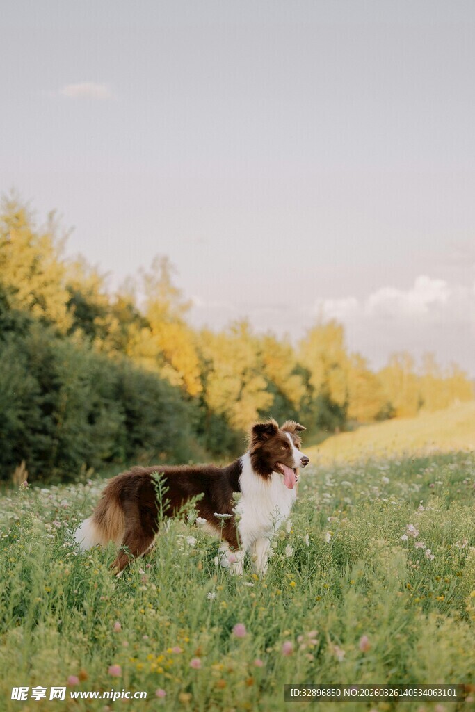 草地上的可爱牧羊犬