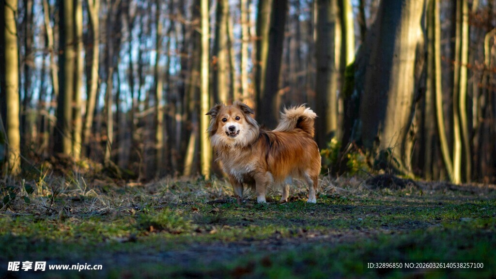 林间漫步的可爱柯基犬