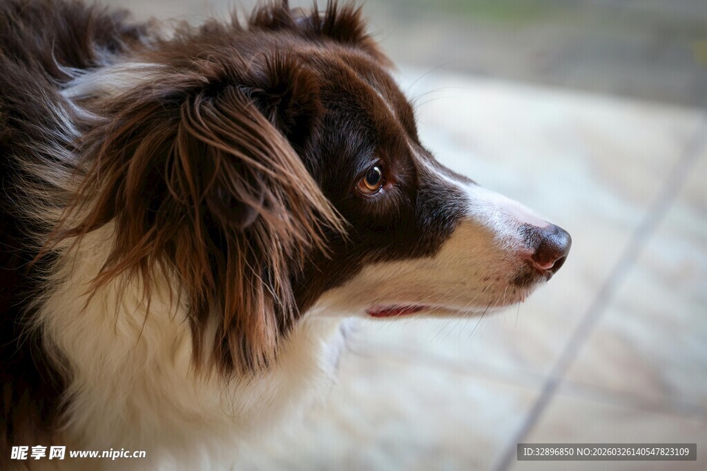 可爱边牧侧颜特写
