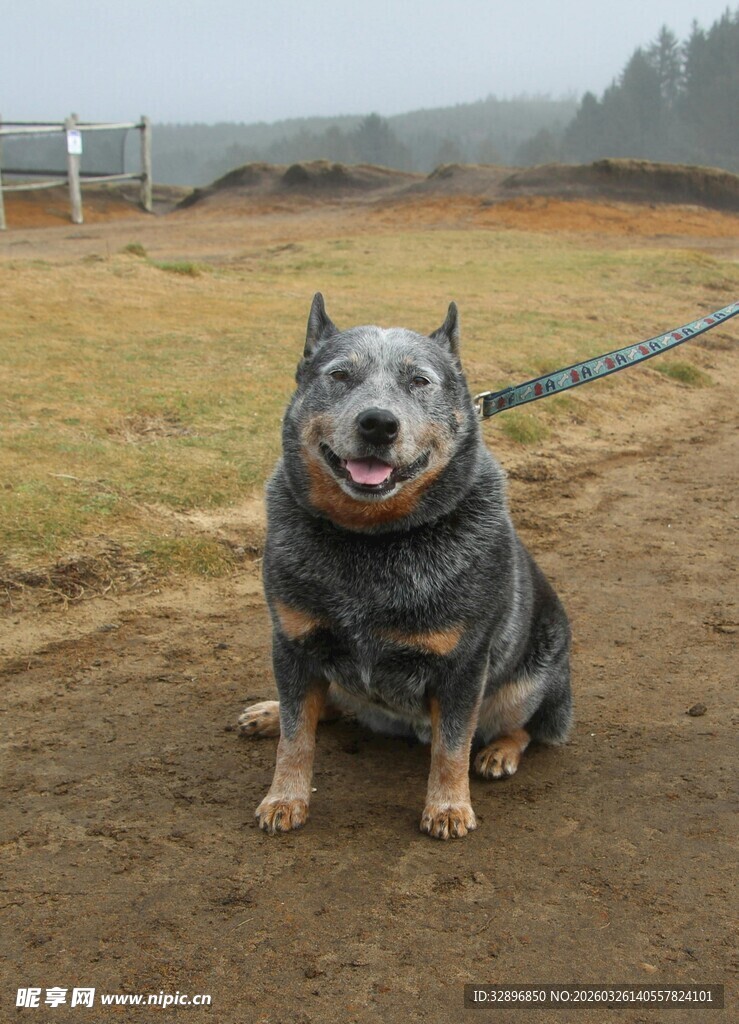 拴着的微笑蓝灰色狗狗