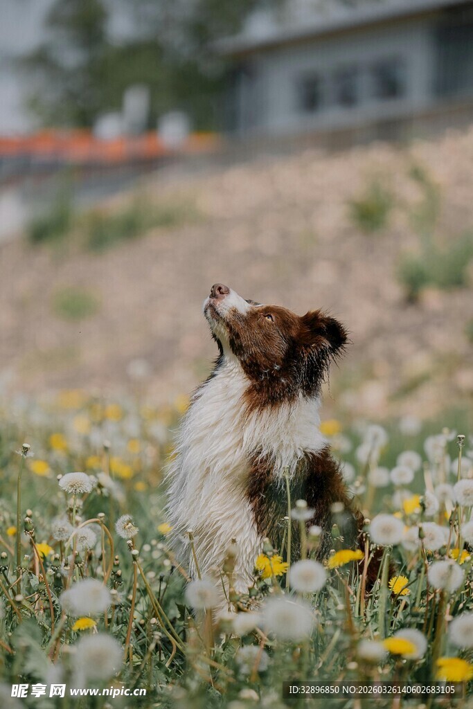 花丛中的可爱小狗