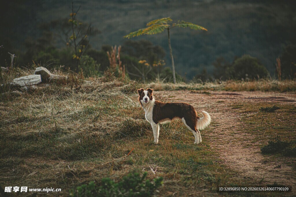 田野中的黑白小狗