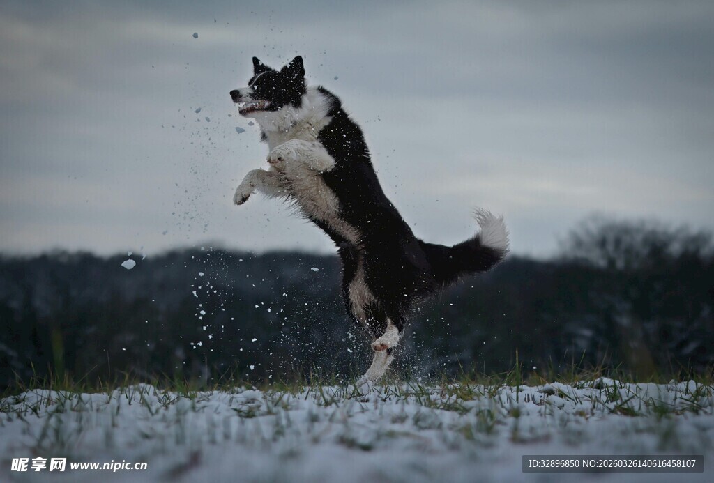 雪地中跳跃的活力狗狗