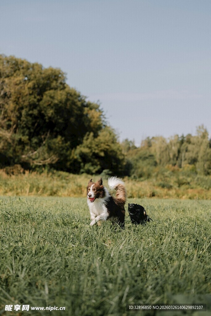 草地上嬉戏的可爱狗狗