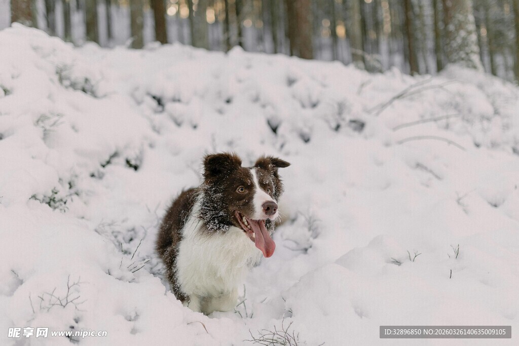 雪地中欢快奔跑的狗狗